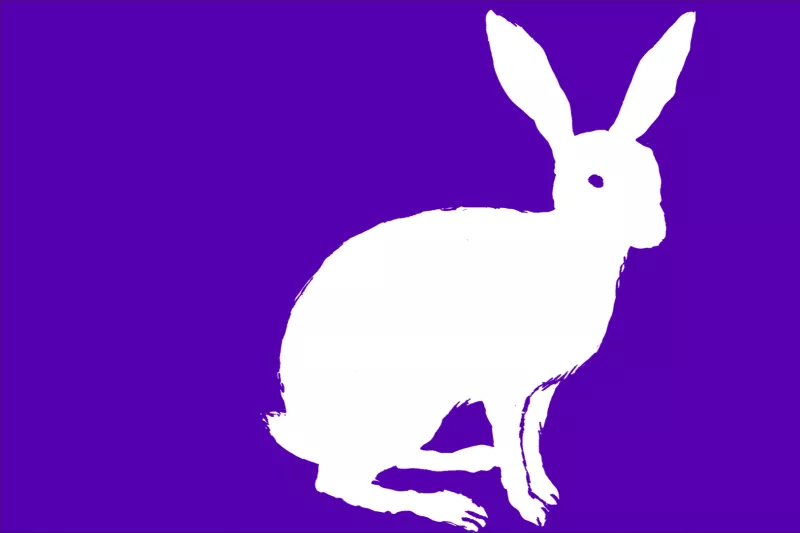 Image de lapin