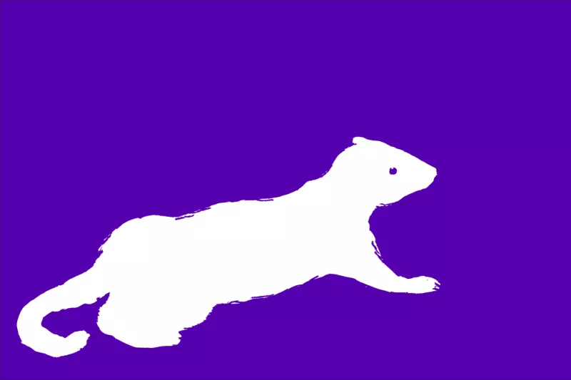 Image de furet